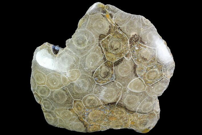 Polished Fossil Coral (Actinocyathus) - Morocco #100623